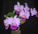 Kaip greitai atgaivinti orchidėją?