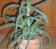Alijošiaus gydomosios galios