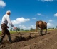Paslaugų kvitai padės efektyviau kovoti su nelegaliu darbu žemės ūkyje
