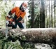 Įsigalioja draudimas kirsti mišką saugomose teritorijose ir nacionaliniuose parkuose